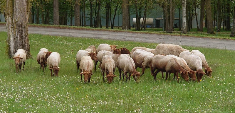 Eco-pasture