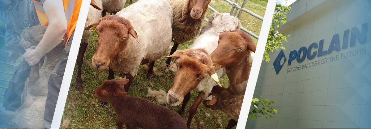 Picture of ecopasturing sheeps at Poclain