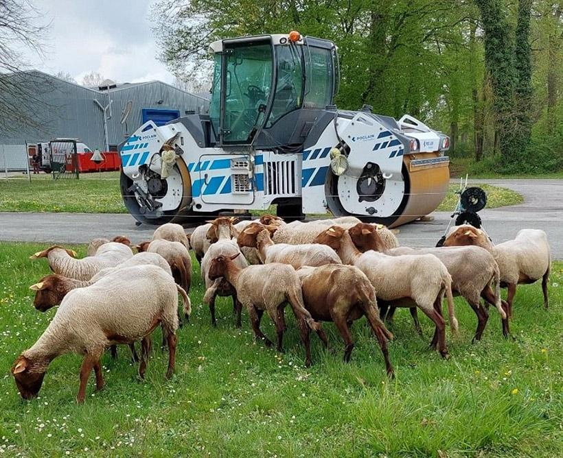 eco-pasture