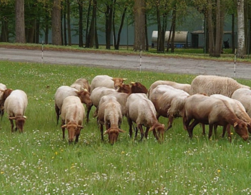 Eco-pasture