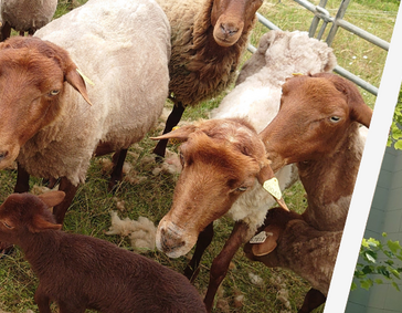 Picture of ecopasturing sheeps at Poclain