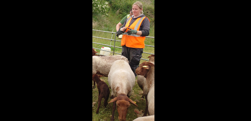 Sheeps with the shepherdess