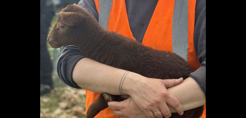Picture of a lamb