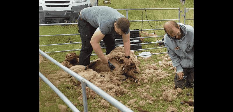 Picture of sheeps being shaved